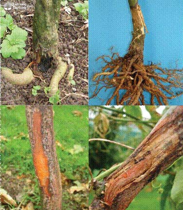 Triệu chứng bệnh thối rễ (Fusarium sp.) trên rễ