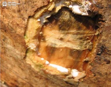 Triệu chứng bệnh nặng trên thân cây, vỏ thối thành những mảng lớn, chết vỏ, phá vỡ mạch mủ của vỏ thân.