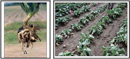 (A) Bệnh sưng rễ cải bắp; (B) Ruộng cải bắp bị sưng rễ chết hàng loạt.