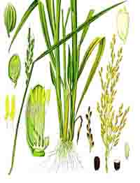 Mô tả cây lúa, hình thái sinh học cây lúa