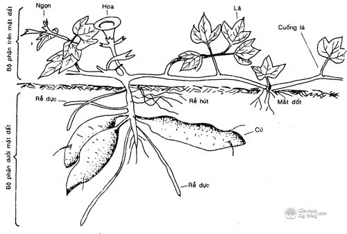 Hình thái cây khoai lang