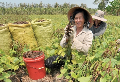 Dân cà mau thu hoạch đậu xanh dù đất khô hạn