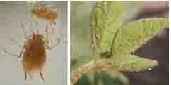 Rệp đậu, rầy mềm Aphis Craccivora Koch; Aphis Glycines Matsumura hại đậu tương 2