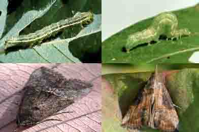Sâu xanh Plathypena scabra (F) hại đậu tương đậu nành và biệp pháp phòng trị