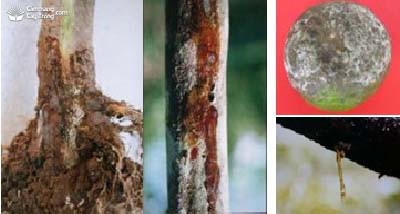 Bệnh thối cổ rễ, nứt gốc, thối thân, thối rễ, xì mủ, chảy mủ, thối trái Phytophthora sp.