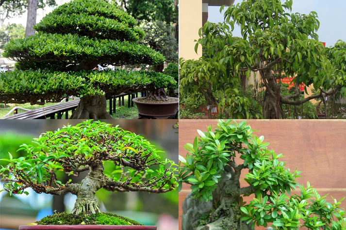 Các loại cây bonsai