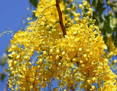 Hoa Osaka có màu vàng óng