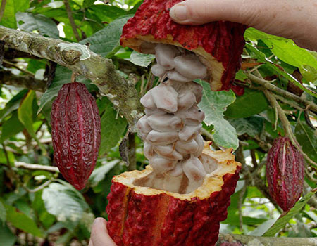 Quả cacao có chứa 30-60 hạt 