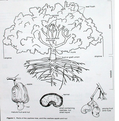 Đặc điểm thực vật học cây điều