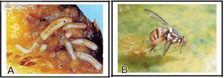 ruồi đục trái Bactrocera dorsalis