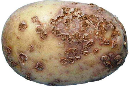 bệnh ghẻ sao khoai tây