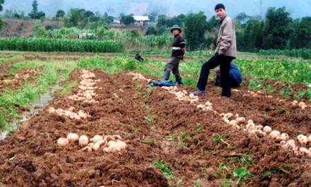 Ruộng khoai tây ở Yên Bái