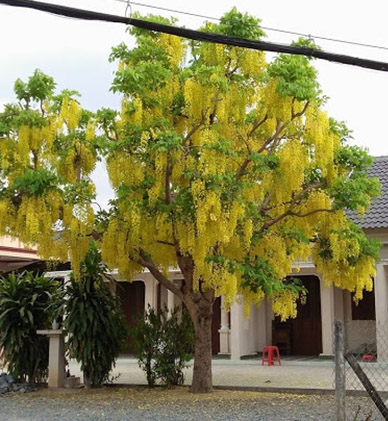 Cây Osaka vàng được trồng làm cây bóng mát trong nhà