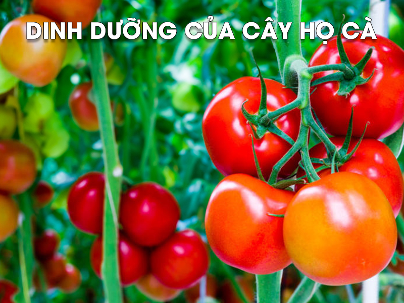 Tìm hiểu nhu cầu dinh dưỡng của cây cà chua và cây họ cà (cà tím, cà pháo)
