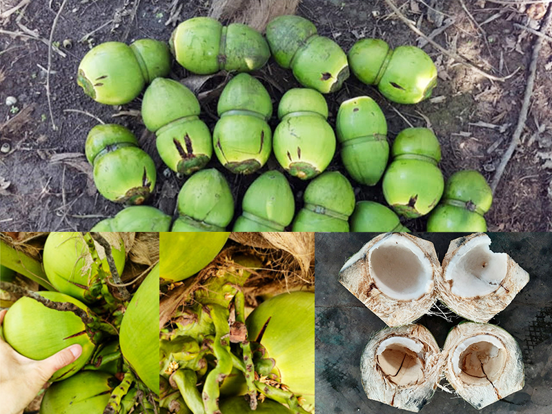 Nguyên nhân và biện pháp khắc phục nứt trái dừa