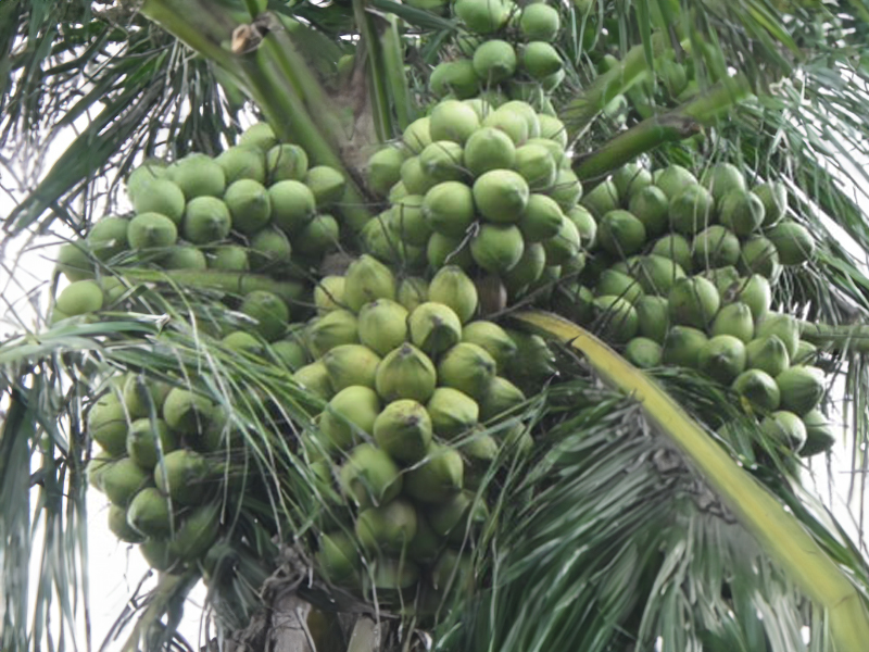 Tìm hiểu nhu cầu dinh dưỡng của cây dừa