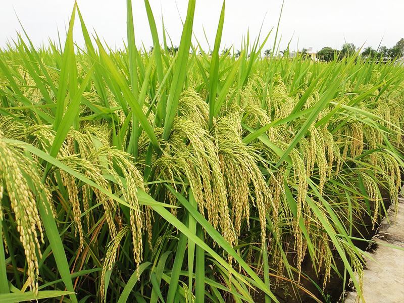 Tìm hiểu nhu cầu dinh dưỡng của cây lúa